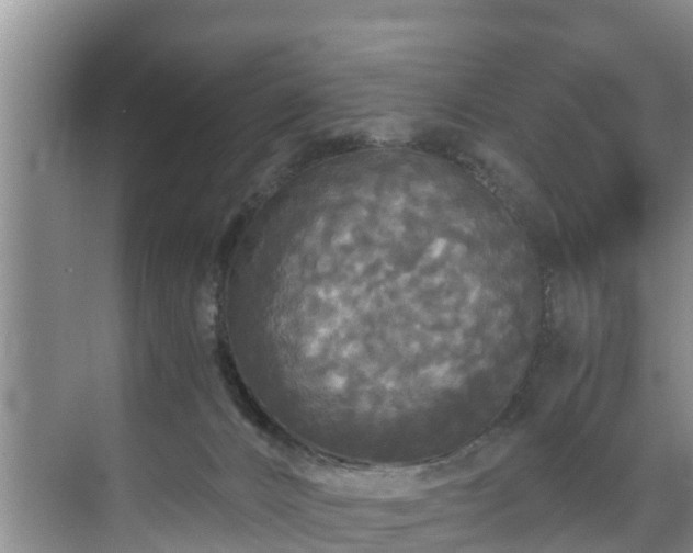 X0000071330032200606261258