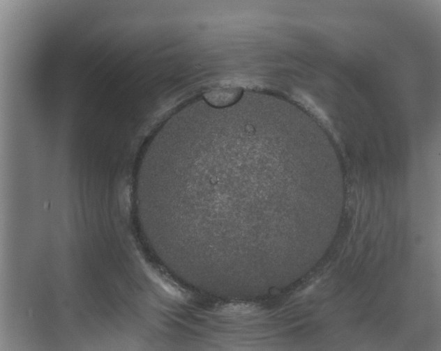 X0000071330063200606261257