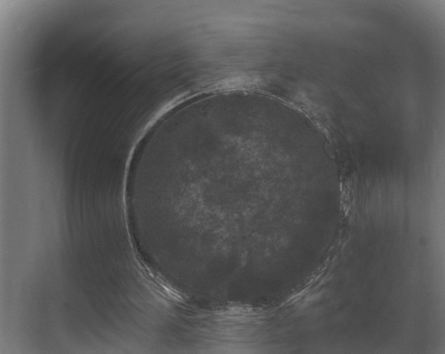 X0000071330196200606261255