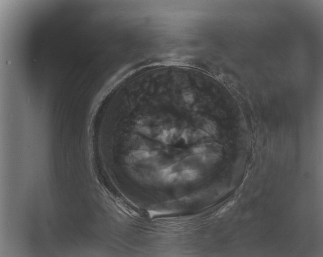 X0000071330295200606261254