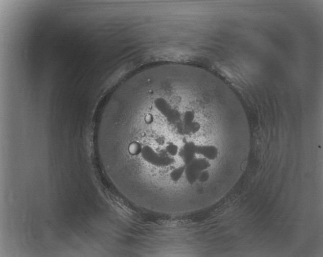 X0000071330679200606261247