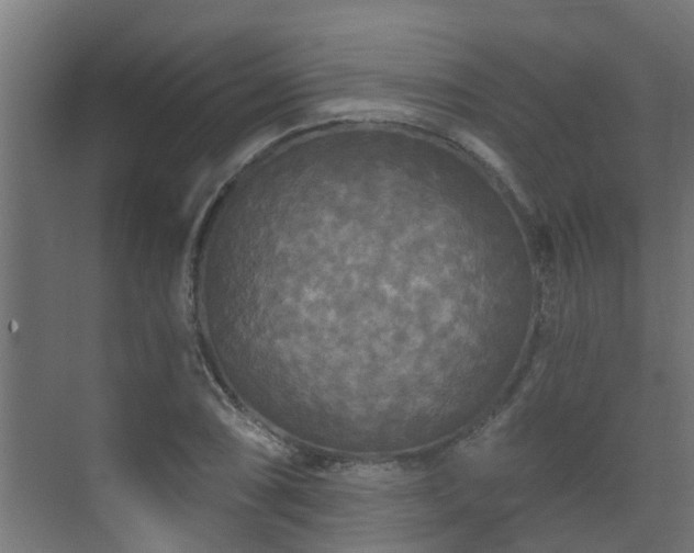 X0000071331074200606261241