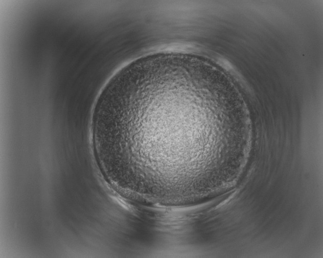 X0000071331232200606261238