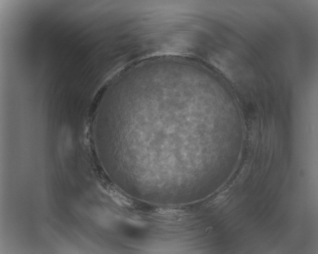 X0000071331258200606261237