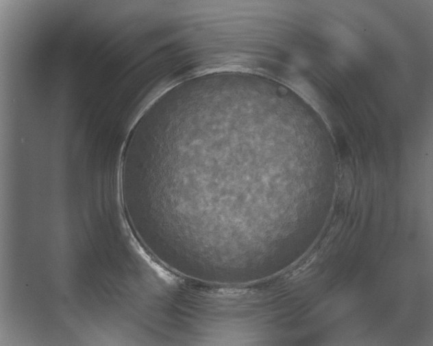 X0000071331290200606261237