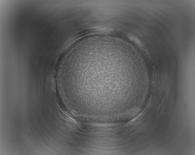 X0000071331354200606261236