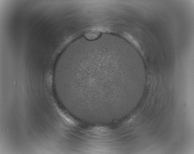 X0000071330063200606301611