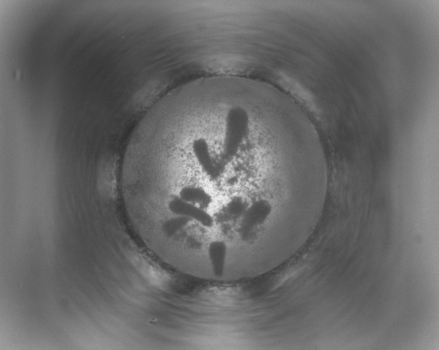 X0000071330065200606301611