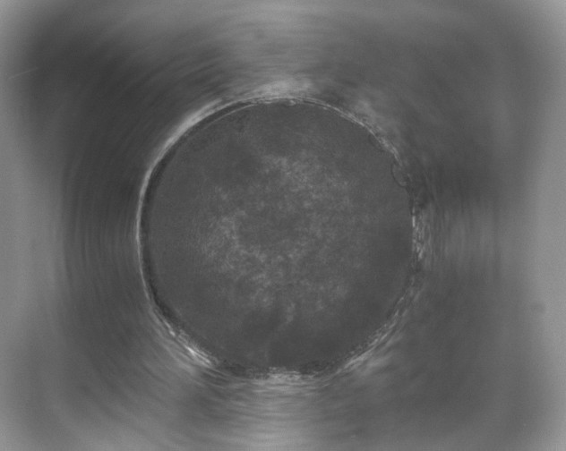 X0000071330196200606301609