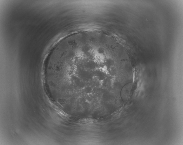 X0000071330339200606301606