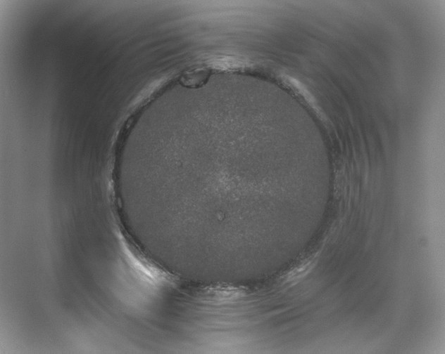 X0000071330443200606301605