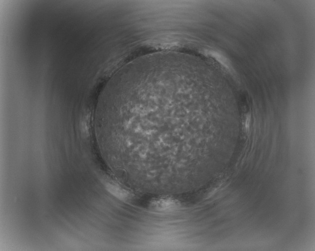 X0000071330503200606301604