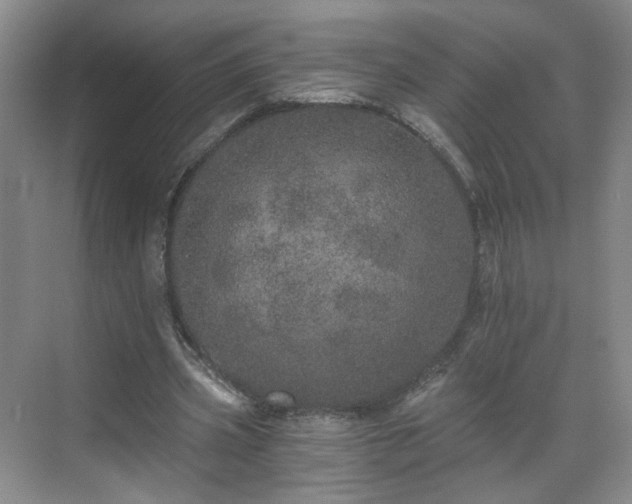 X0000071330533200606301603