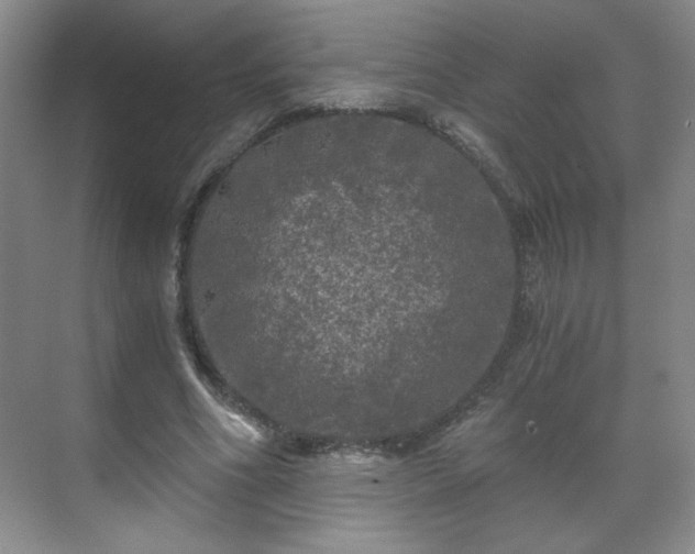 X0000071330586200606301603