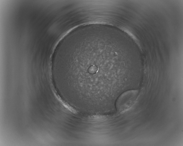 X0000071330933200606301557