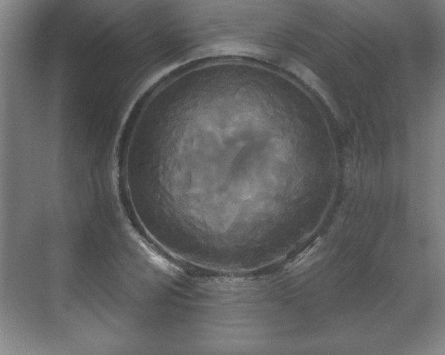 X0000071331024200606301555