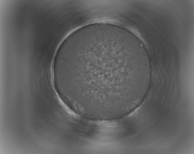 X0000071331032200606301555