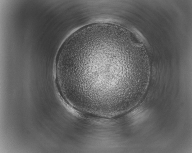 X0000071331036200606301555