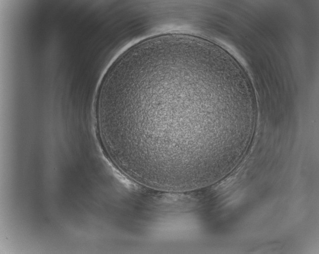 X0000071331056200606301556