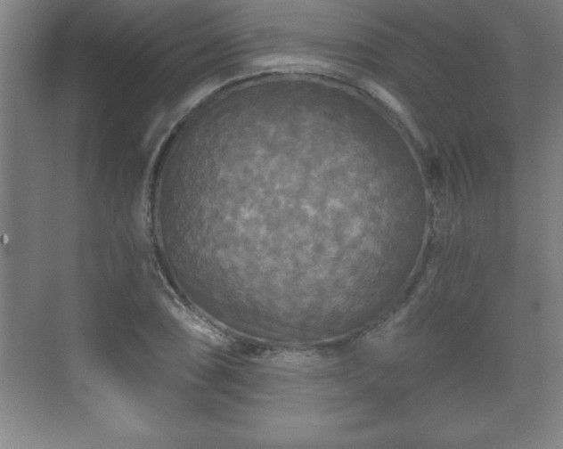 X0000071331074200606301554