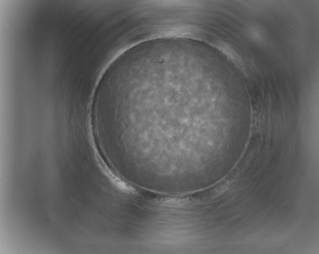 X0000071331086200606301554