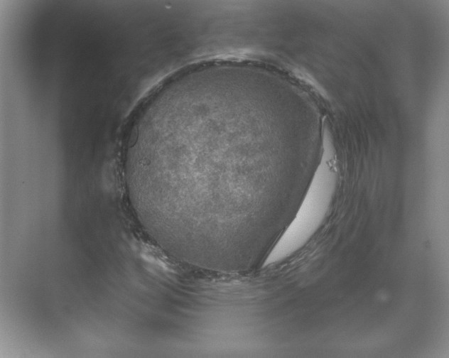 X0000071331256200606301551