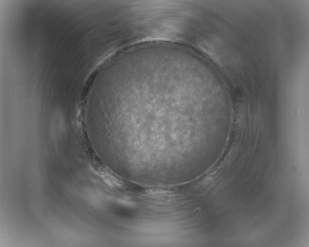 X0000071331258200606301551