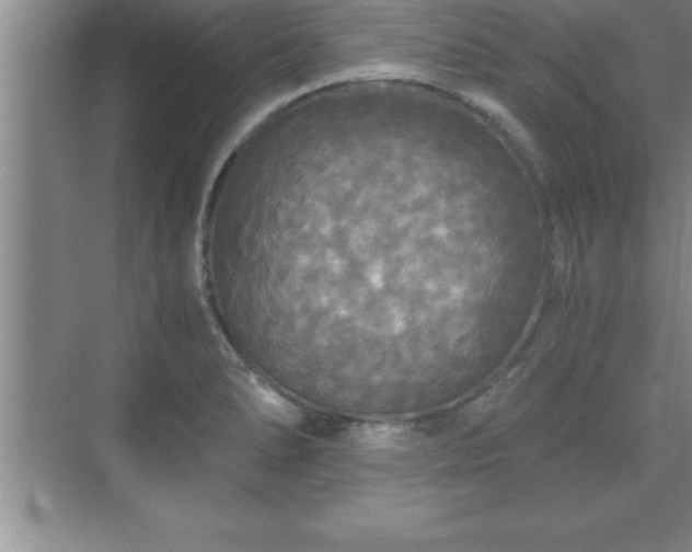 X0000071331278200606301551