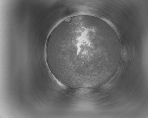 X0000071331294200606301551