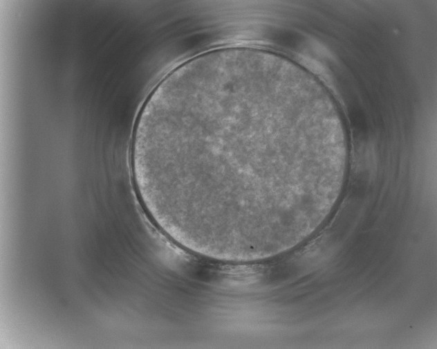 X0000071331338200606301551