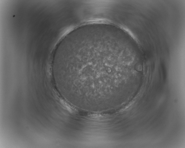 X0000071331405200606301549