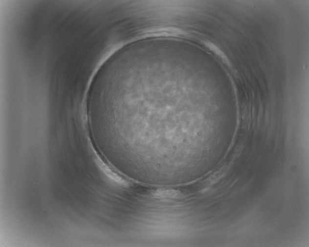 X0000071331466200606301548