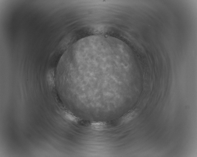 X0000071330240200607071640