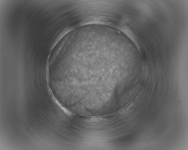 X0000071331290200607071622