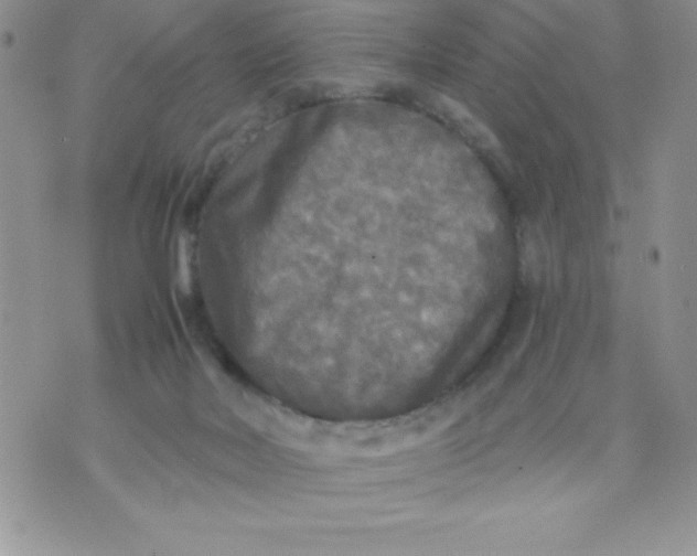 X0000071330026200607141917