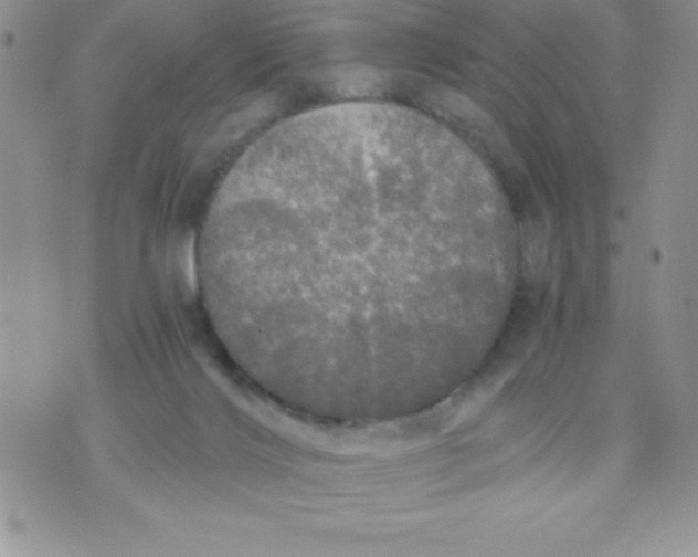 X0000071330028200607141917