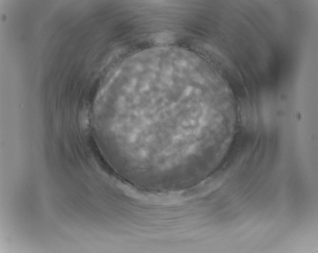 X0000071330032200607141917