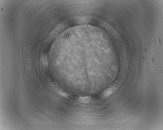 X0000071330240200607141913