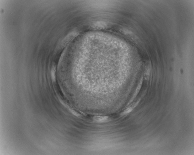 X0000071330334200607141912