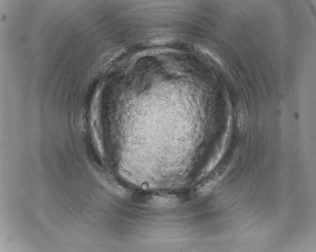 X0000071330455200607141910