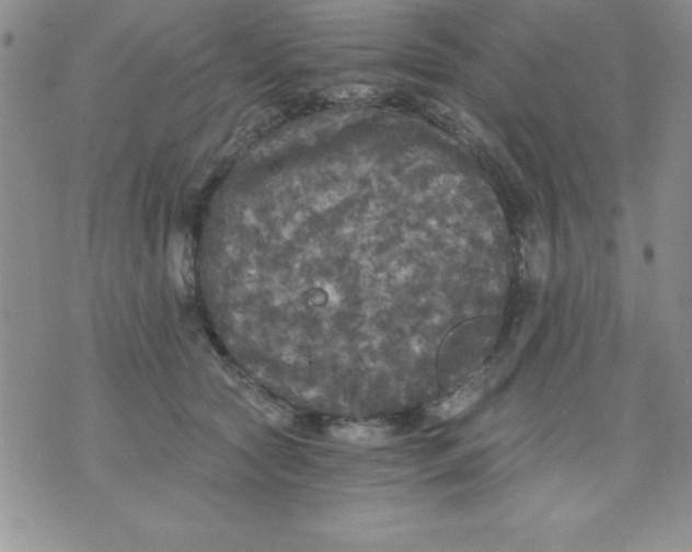 X0000071330561200607141908