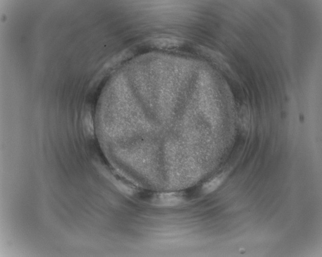 X0000071330622200607141907