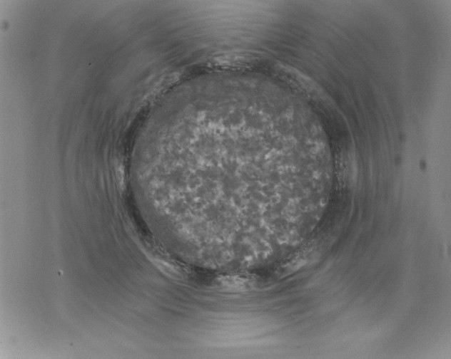 X0000071330703200607141906