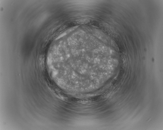 X0000071330745200607141905