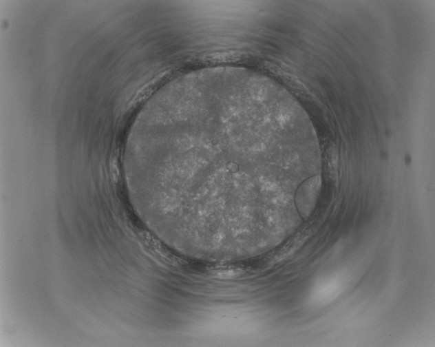 X0000071330746200607141905