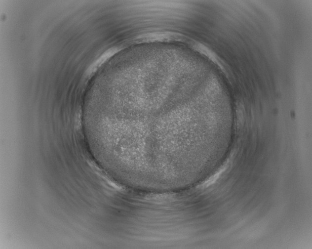 X0000071330778200607141904