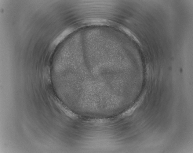 X0000071330970200607141901