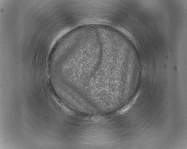 X0000071330974200607141901