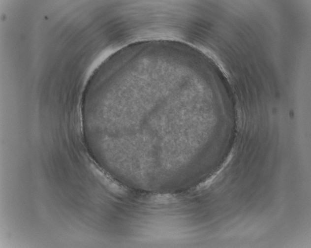 X0000071330982200607141901