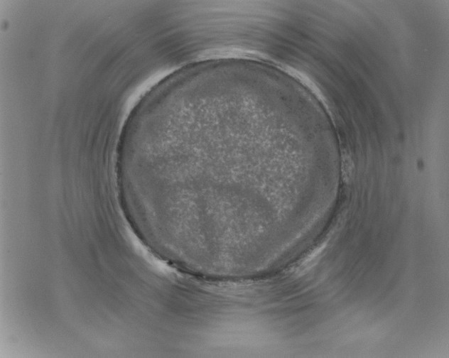 X0000071330995200607141901